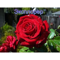 Троянда Експлорер (Роза Explorer)